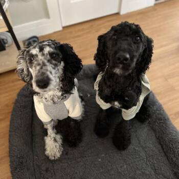 Poodle and Bernese Mountain Dog Dogs Available for Adoption in Saratoga Springs, New York - Dorothy | PetCurious