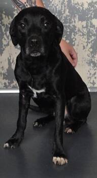 Starsky -  Mixed Breed Dog for Adoption in Blue Ridge, Georgia - Starsky | PetCurious