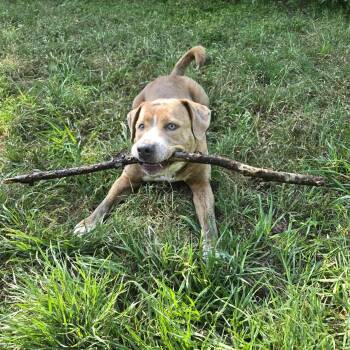 Mia -  Shepherd and Pit Bull Terrier Dog for Adoption in Martinez, California - Mia | PetCurious