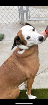 Rescue Mixed Breed Dogs for Adoption in Warren, Ohio - Frieda | PetCurious