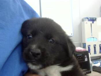 Rescue Mixed Breed Dogs for Adoption in Dallas, Texas - LENNY | PetCurious