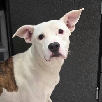 Ravenna -  Pit Bull Terrier Dog for Adoption in Chatham, Virginia - Ravenna | PetCurious