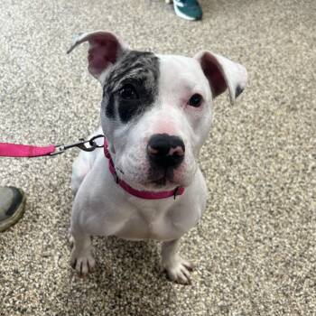 Pit Bull Terrier Dogs Available for Adoption in Uniontown, Pennsylvania - Koza | PetCurious