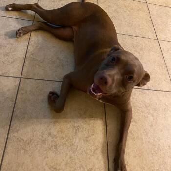 Baby -  Pit Bull Terrier Dog for Adoption in Enterprise, Alabama - Baby | PetCurious