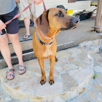 Duke RDS -  Redbone Coonhound Dog for Adoption in Rockaway, New Jersey - Duke RDS | PetCurious