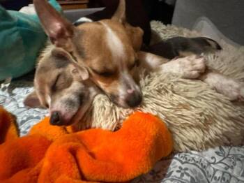 Chihuahua Dogs Available for Adoption in Bend, Oregon - Cinnabon | PetCurious