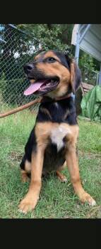 Sam -  Hound Dog for Adoption in Wando, South Carolina - Sam | PetCurious