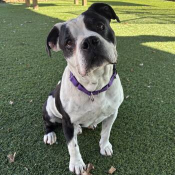 Pit Bull Terrier Dogs Available for Adoption - Tony | PetCurious