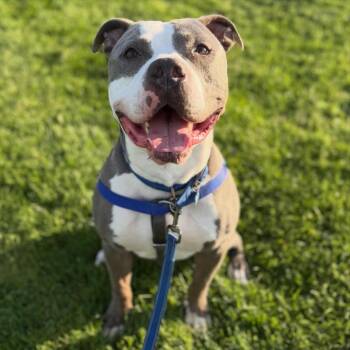 Atlas -  American Staffordshire Terrier Dog for Adoption in Janesville, Wisconsin - Atlas | PetCurious