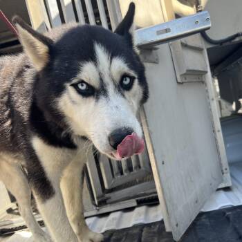 Blake -  Husky Dog for Adoption in Edinburg, Texas - Blake | PetCurious