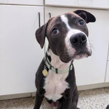 JB -  Mixed Breed Dog for Adoption in Auburn, Alabama - JB | PetCurious