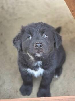 Rhysand (Red) -  Siberian Husky and Pit Bull Terrier Dog for Adoption - Rhysand (Red) | PetCurious