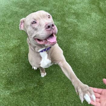 Sarge -  Pit Bull Terrier Dog for Adoption in Mount Vernon, Indiana - Sarge | PetCurious