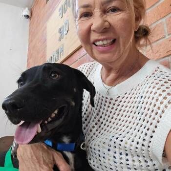 Mixed Breed Dogs Available for Adoption in Bend, Oregon - Chico | PetCurious