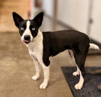 Basenji and Mixed Breed Dogs Available for Adoption in Newberg, Oregon - Bailey | PetCurious