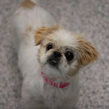 Crackers (MY26-133) -  Pekingese Dog for Adoption in Peyton, Colorado - Crackers (MY26-133) | PetCurious