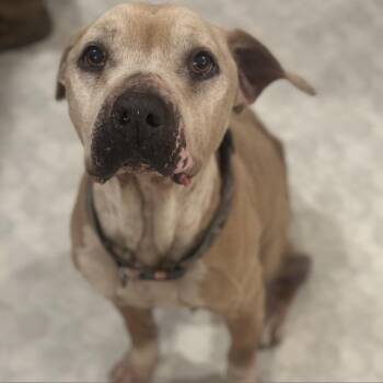 Rescue Pit Bull Terrier Dogs for Adoption in Lawrenceburg, Kentucky - Nova | PetCurious