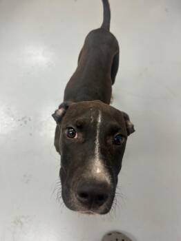 Guardian -  Hound Dog for Adoption in Hartsville, South Carolina - Guardian | PetCurious