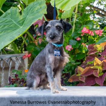 Romeo -  Schnauzer and Mixed Breed Dog for Adoption in Wake Forest, North Carolina - Romeo | PetCurious