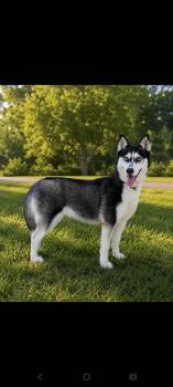 Nova -  Husky Dog for Adoption in Albany, Georgia - Nova | PetCurious