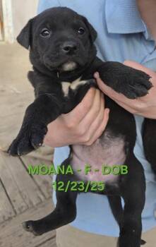 Australian Shepherd and Mixed Breed Dogs Available for Adoption in Klamath Falls, Oregon - Moana | PetCurious