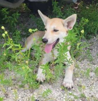 LOBA -  Husky Dog for Adoption in Miami, Florida - LOBA | PetCurious