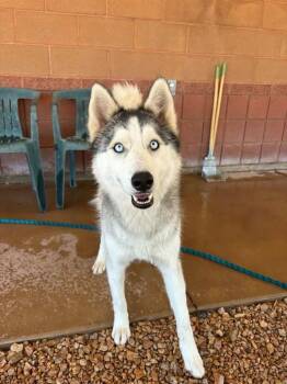 Wallaby -  Husky Dog for Adoption in Torrey, Utah - Wallaby | PetCurious