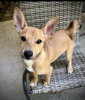 Rescue Terrier and Feist Dogs for Adoption in Chattanooga, Tennessee - Peter"rabbit" | PetCurious