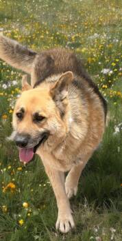 German Shepherd Dog and Husky Dogs Available for Adoption in Kingman, Arizona - Flash | PetCurious