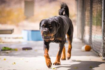 Papa -  Rottweiler Dog for Adoption in Twentynine Palms, California - Papa | PetCurious