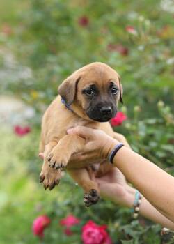 Belgian Shepherd Malinois and Mastiff Dogs Available for Adoption in Gulfport, Mississippi - Rex | PetCurious