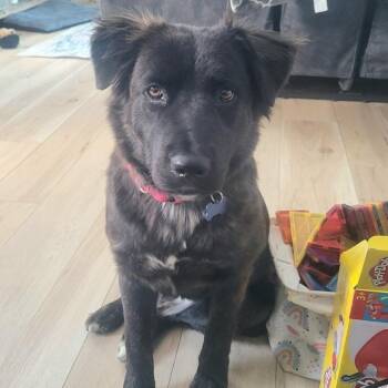Mixed Breed and Flat Coated Retriever Dogs Available for Adoption - Roxy Roxanne  | PetCurious