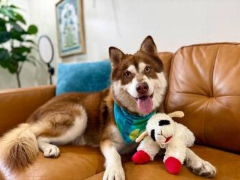 Husky and Mixed Breed Dogs Available for Adoption -  Harley Cuddle Bear | PetCurious