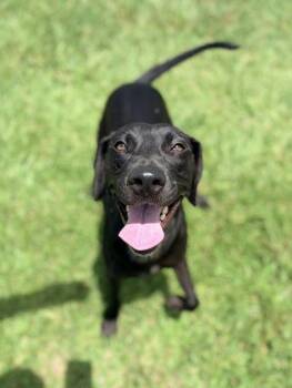 Princess -  Labrador Retriever Dog for Adoption in Lafayette, Louisiana - Princess | PetCurious
