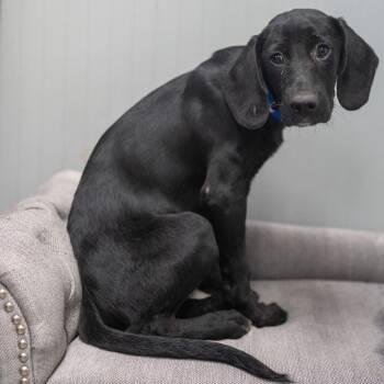 River -  Bloodhound and Black Labrador Retriever Dog for Adoption in Pawling, New York - River | PetCurious