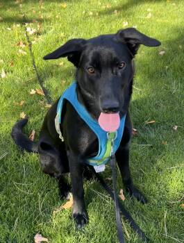 Rescue Black Labrador Retriever and Old English Sheepdog Dogs for Adoption in Toronto, Ontario - Stormy | PetCurious