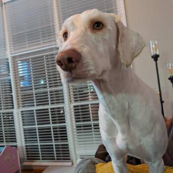 Davy Jones -  Poodle and Mixed Breed Dog for Adoption in Raleigh, North Carolina - Davy Jones | PetCurious