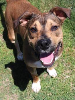 STITCH -  Boxer and Mixed Breed Dog for Adoption in Aliquippa, Pennsylvania - STITCH | PetCurious