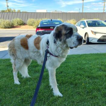 Princess -  Saint Bernard Dog for Adoption in Murray, Utah - Princess | PetCurious
