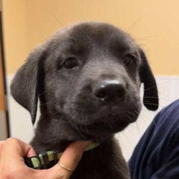 Taz -  Labrador Retriever and Cane Corso Dog for Adoption in Midland, Texas - Taz | PetCurious