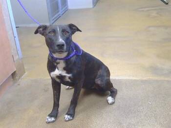 A925131 -  Pit Bull Terrier and Labrador Retriever Dog for Adoption in Sacramento, California - A925131 | PetCurious