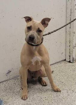 Tanqueray -  Pit Bull Terrier and Mixed Breed Dog for Adoption in Kansas City, Missouri - Tanqueray | PetCurious