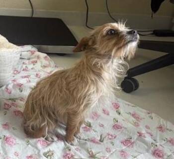 Terrier and Mixed Breed Dogs Available for Adoption in Santa Cruz, California - AURORA* | PetCurious