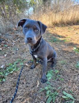 Rescue Rottweiler and Pit Bull Terrier Dogs for Adoption in Murphysboro, Illinois - Jensen | PetCurious