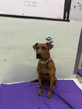Staffordshire Bull Terrier and Mixed Breed Dogs Available for Adoption in Houston, Texas - POLLO | PetCurious