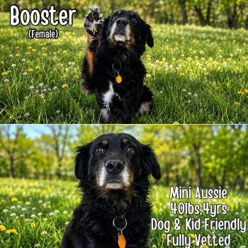 Booster -  Australian Shepherd Dog for Adoption in Lancaster, Kentucky - Booster | PetCurious
