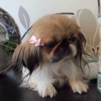 PRUDY -  Pekingese Dog Available for Adoption in Trufant, Michigan - PRUDY | PetCurious