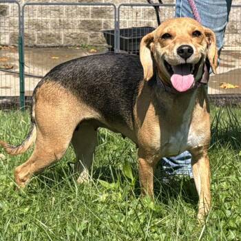 Madam Lucy -  Beagle Dog for Adoption in Latrobe, Pennsylvania - Madam Lucy | PetCurious