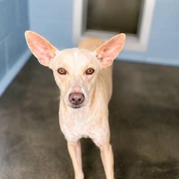 Twinkie -  Rat Terrier and Chihuahua Dog for Adoption in Nampa, Idaho - Twinkie | PetCurious