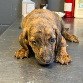 Costco -  Pit Bull Terrier and Mixed Breed Dog for Adoption in Tuscaloosa, Alabama - Costco | PetCurious